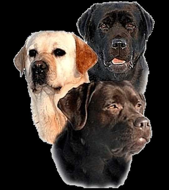 Canadian Kennel Club Club Canin Canadien